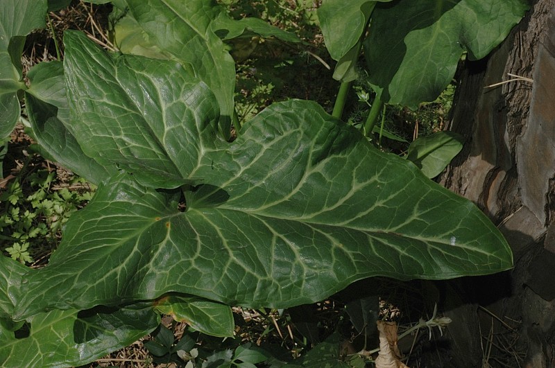 Arum italicum / Gigaro